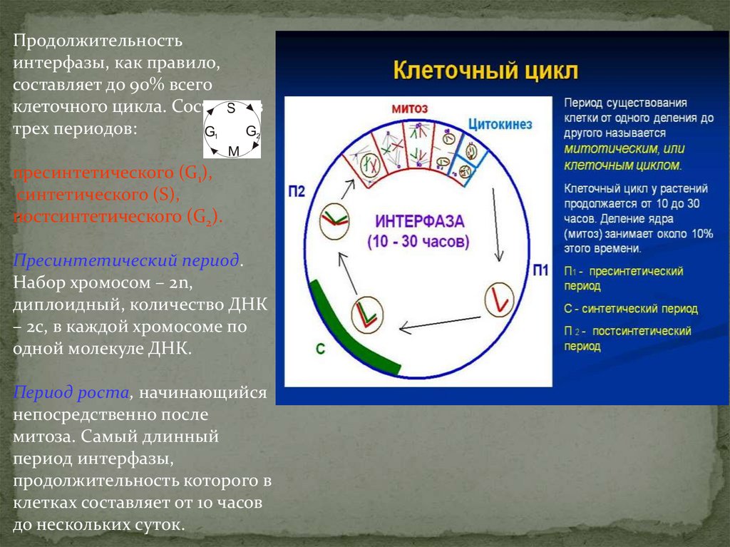 Процессы происходящие в период интерфазы