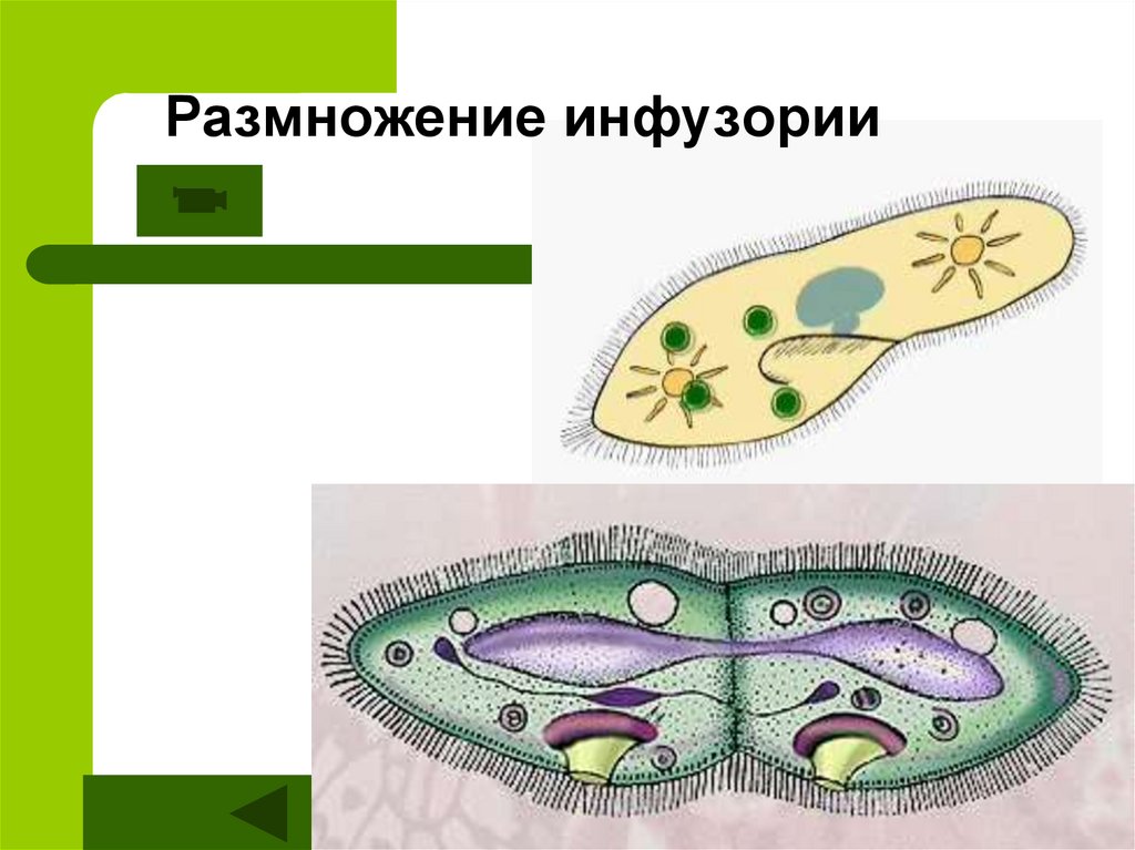 На рисунке изображено одно из проявлений жизнедеятельности инфузории туфельки