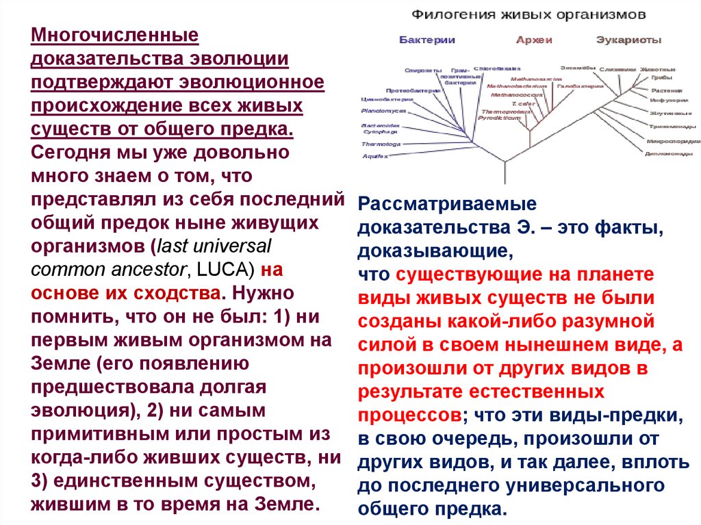 Доказательство происхождения эволюции. Происхождение живых организмов от общего предка. Общий предок всех живых организмов. Что представляет собой общий предок всех живых существ. Все живые организмы произошли от одного предка.