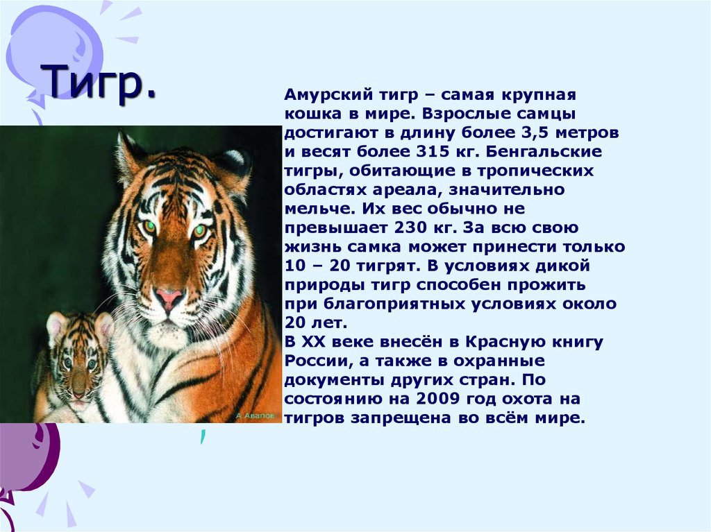 Тигр какое государство. Тигр самая большая кошка на земле внеурочная деятельность.