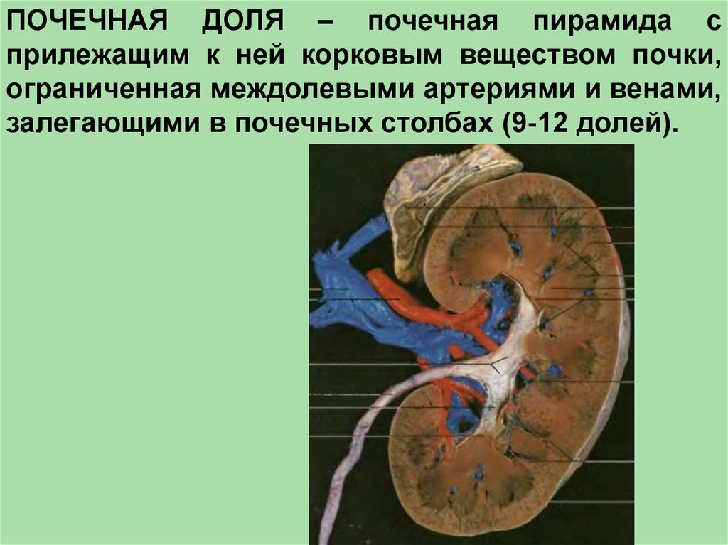 Почечная. Почечная доля анатомия. Почечная доля почечная долька. Доли почки анатомия. Корковая долька почки.