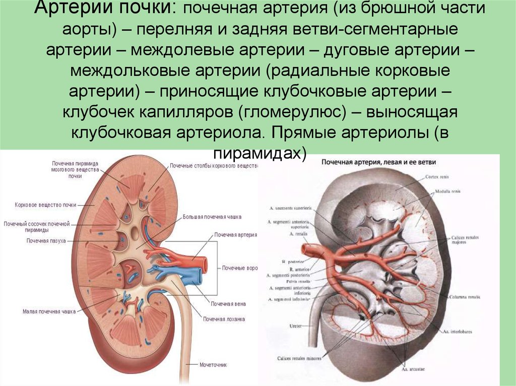 Функция почечной артерии. Артерии почки, строение анатомия. Ветвью какого сосуда является почечная артерия. Почечная Вена анатомия.
