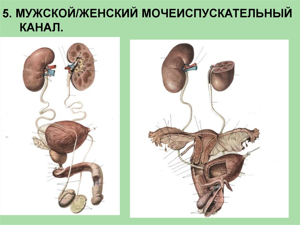 Половые органы мочевой системы. Мочеполовая система человека. Органы человека Мочеполовая система. Анатомия органов мочеполовой системы. Мочевая и половая система.