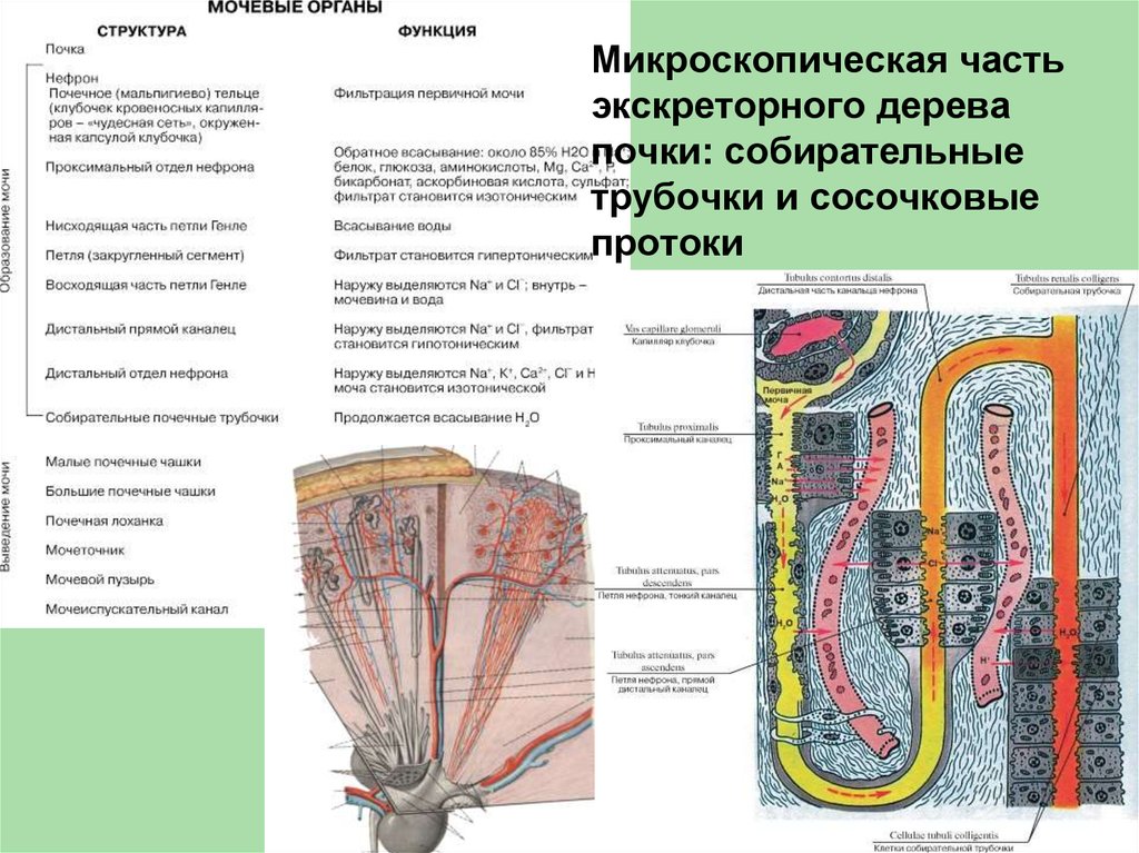 Процесс в собирательной трубочке. Почка собирательные трубочки анатомия. Собирательные трубочки почек функция. Собирательные трубки почки. Строение собирательных почечных трубочек.