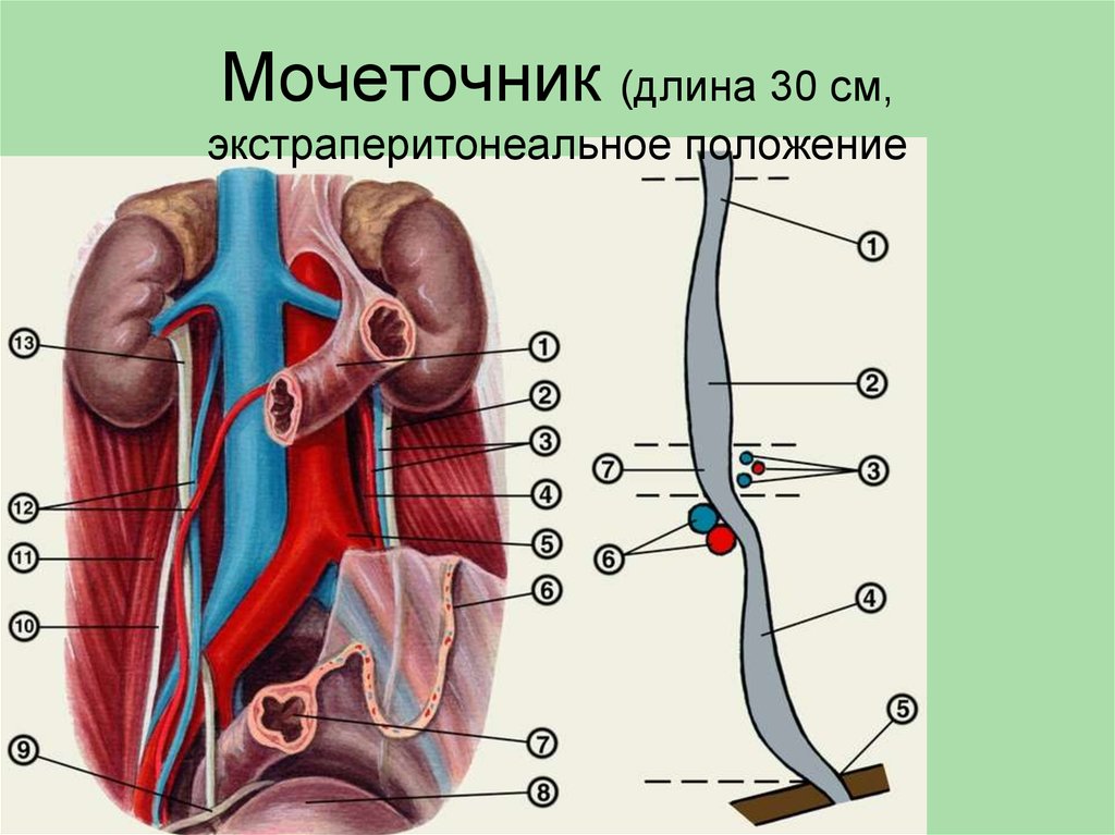 Как проходит мочеточник. Мочеточник (ureter). Строение мочеточника. Мочеточник анатомия. Мочеточники расположение строение.