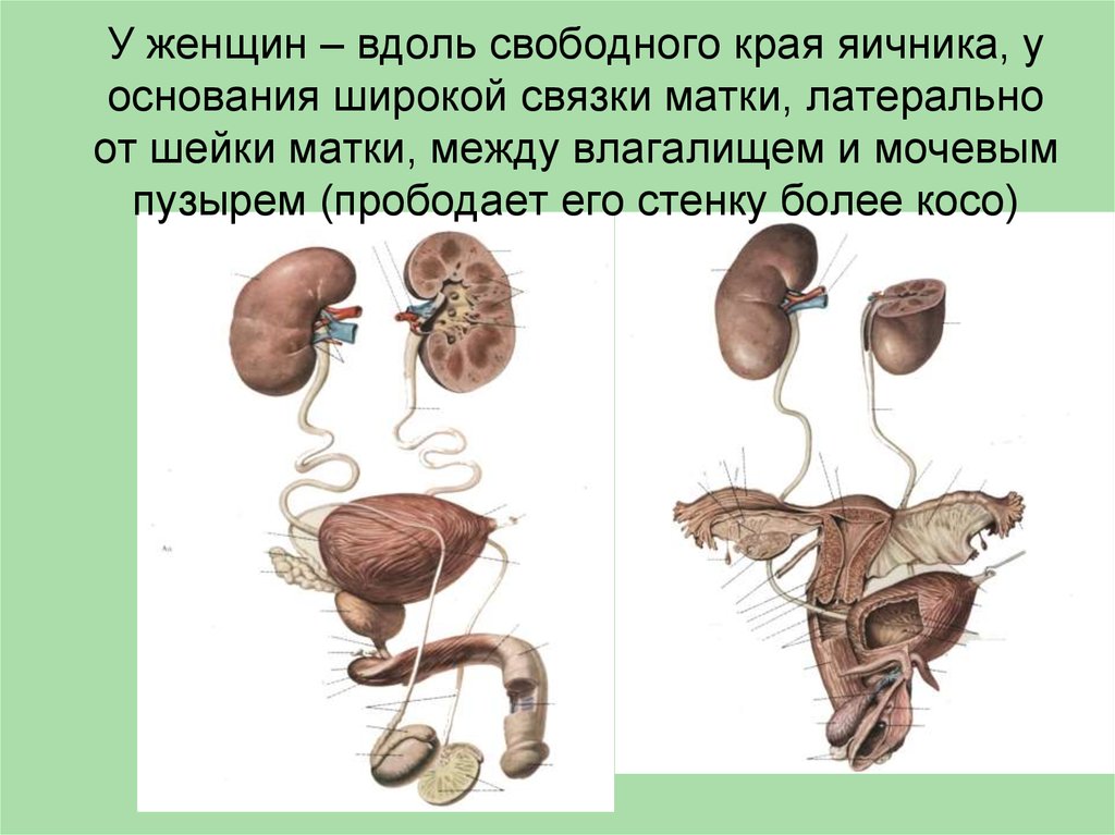 Матка мочевой. Мочевой пузырь и матка расположение. Анатомия матка и мочевой пузырь. Женская анатомия мочевой и матка. Расположение матки и мочевого пузыря у женщин анатомия.