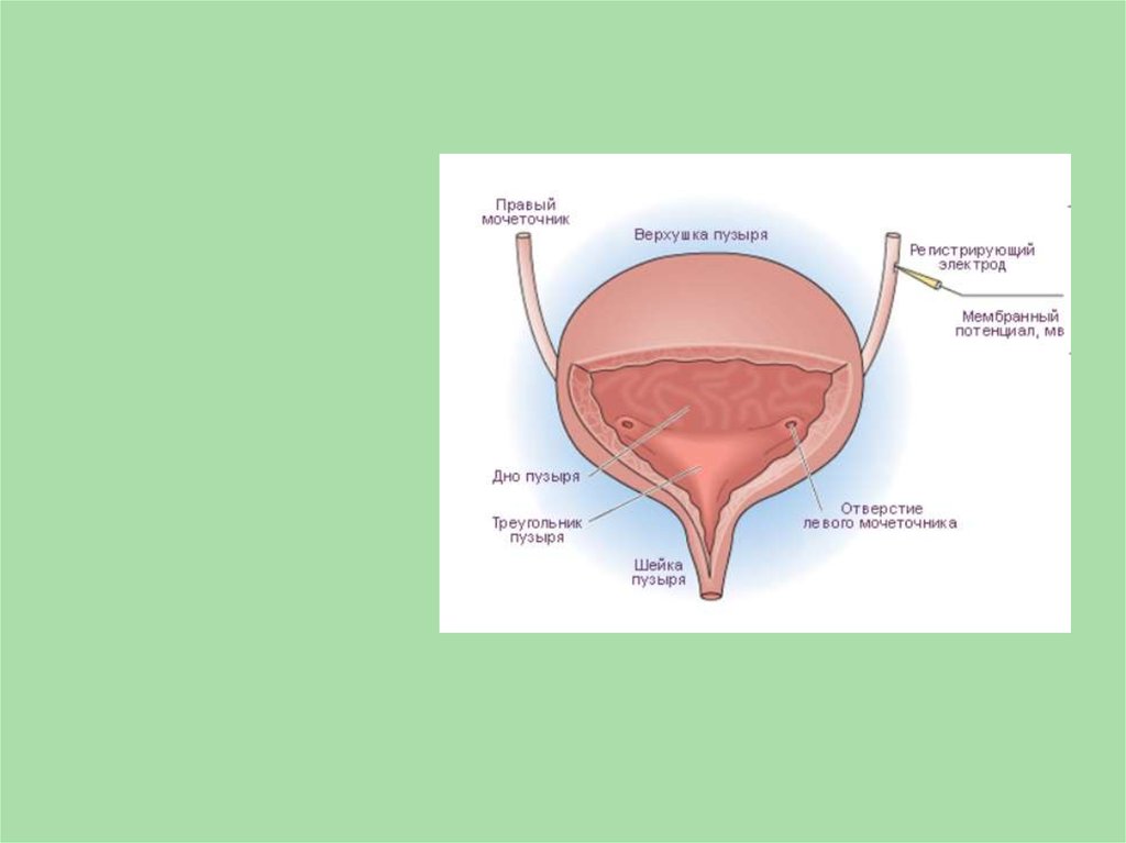 Внутреннее строение мочевого пузыря. Мочевой пузырь анатомия Сапин. Функциональная анатомия мочевого пузыря. Строение мочевого пузыря анатомия. Мочевой пузырь анатомия у женщин.