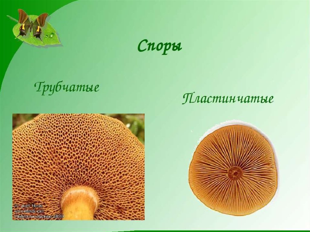 Чем трубчатые грибы отличаются от пластинчатых. Трубчатые т пластинчатые грибы. Многоклеточные грибы трубчатые. Шляпочные грибы трубчатые и пластинчатые. Строение трубчатых грибов.