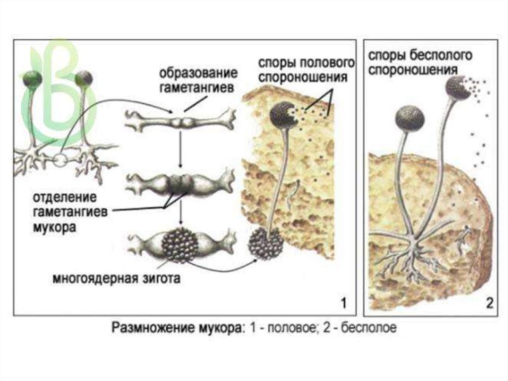 Вместилище бесполых спор грибов. Цикл развития гриба мукора. Цикл развития гриба мукор. Жизненный цикл мукора рисунок. Строение и размножение гриба мукора.