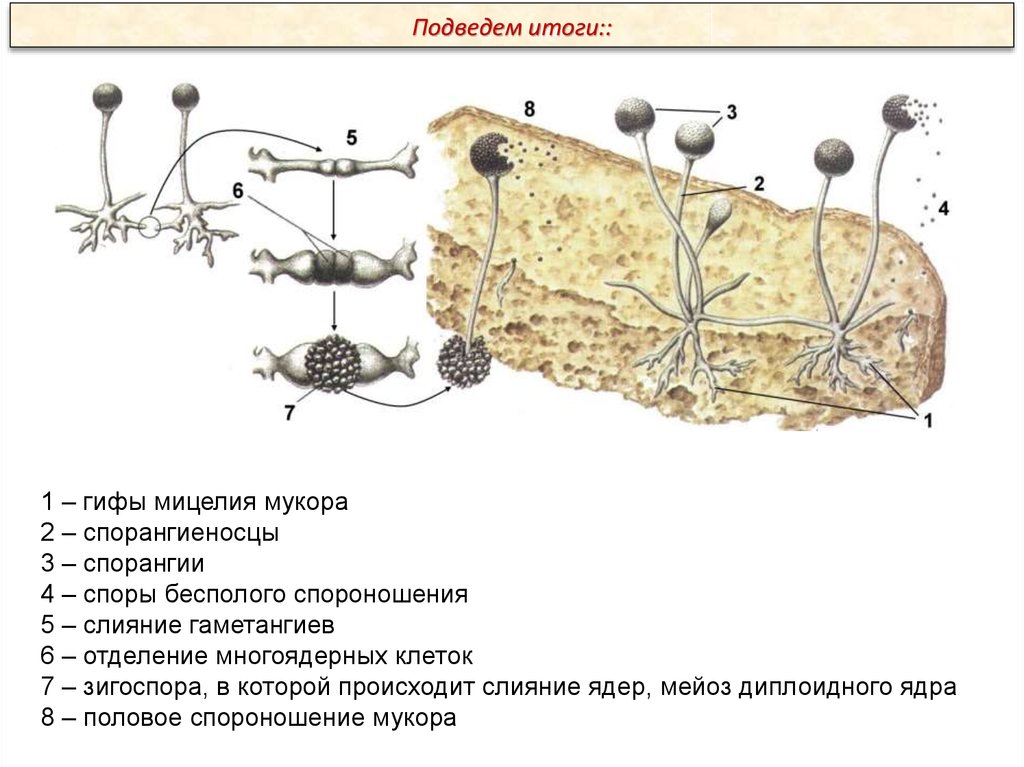 Обнаружены споры и мицелий. Цикл размножения мукора. Гриб мукор жизненный цикл. Размножение гриба мукора. Жизненный цикл мукора рисунок.
