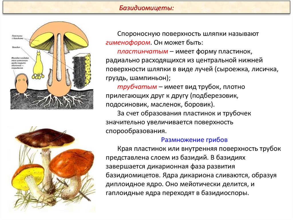 Группы грибов по питанию