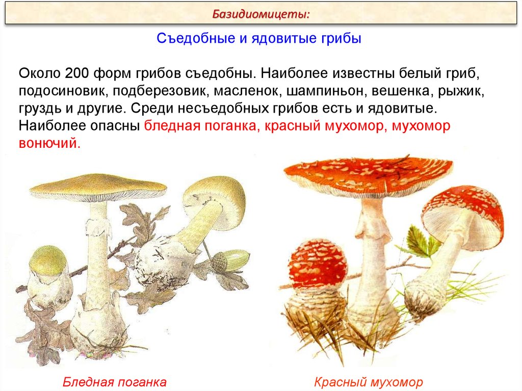У подосиновика образуется плодовое тело. Строение гриба подосиновика. Ядовиты плодовые тела грибов. Плодовое тело гриба образовано. Все грибы образуют плодовые тела.