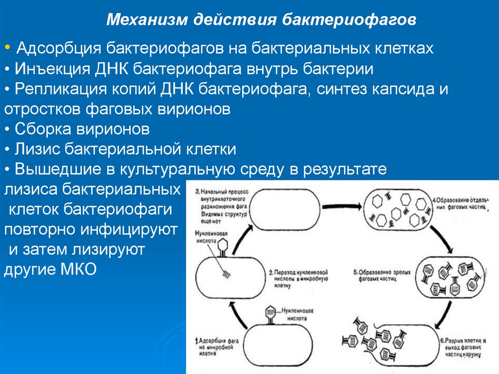 Схема развития бактериофага в бактериальной клетке