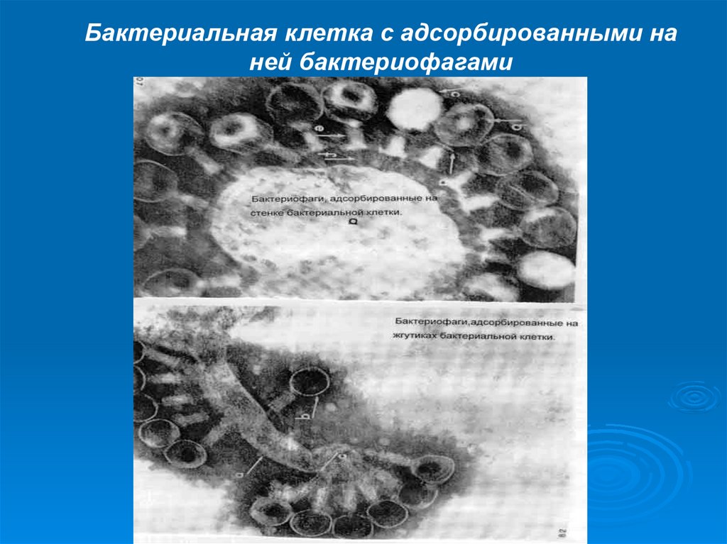 История бактериофагов. Адсорбирование бактериофага. Пили адсорбируют бактериофаги. Санитарные планеты бактерии. Отложение на створках клапана бактерий.