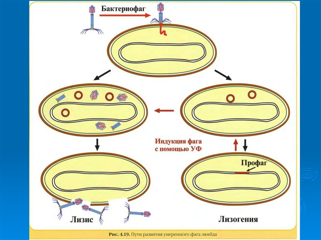 Схема развития бактериофага в бактериальной клетке схема
