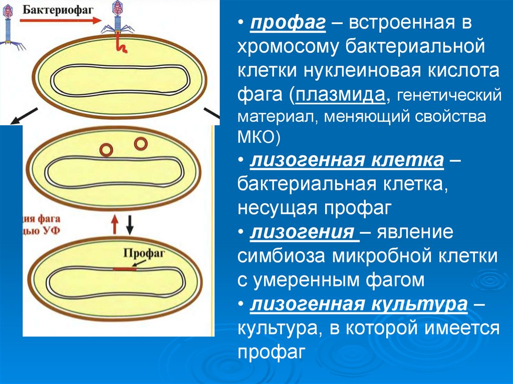 Вирус бактерия или плазмида несущая встроенный фрагмент. Профаг. Лизогения бактериофагов и бактерий. Профаг строение. Бактериофаг генетический материал.