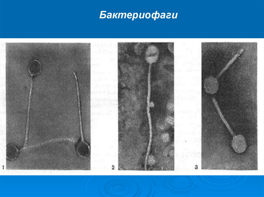 Бактериофагия