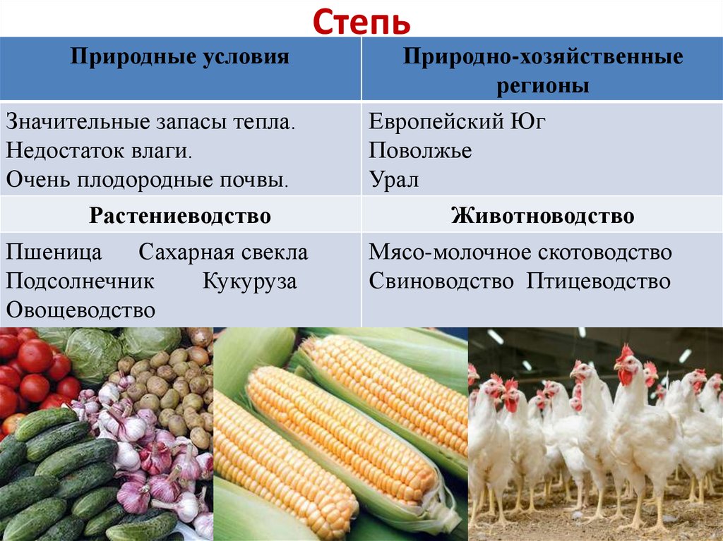 Чем отличается хозяйство. Отрасли растениеводства и животноводства. Основные отрасли растениеводства. Отрасли растениеводства и животноводства в России. Развиты отрасли растениеводства.