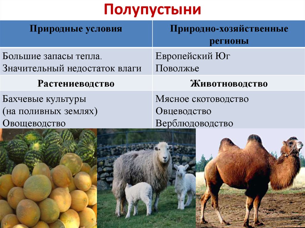 На выращивании каких культур специализируется северный кавказ. Специализация сельского хозяйства полупустыни. Специализация животноводства. Растениеводство и животноводство. Отрасли растениеводства и животноводства.
