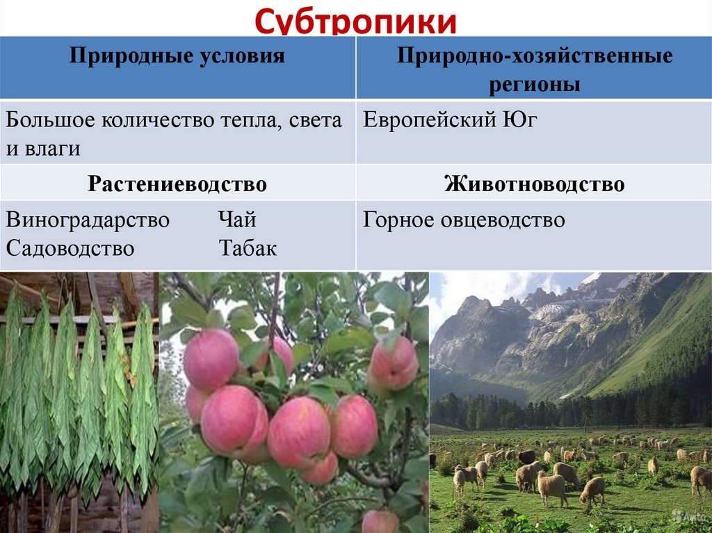 Природные условия хозяйства. Специализация растениеводства в субтропиках. Животноводство в субтропиках. Природные условия хлзя. Специализация сельского хозяйства.