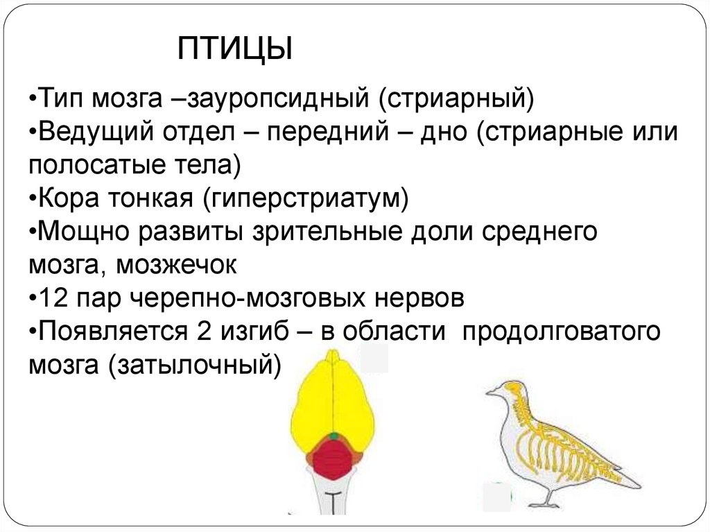 Филогенез органов. Тип переднего мозга птиц. Филогенез нервной системы птиц. Филогенез животных таблица.