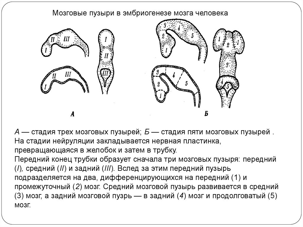 Стадия пяти мозговых пузырей. Стадия трех мозговых пузырей. Мозговые пузыри эмбриогенез. Стадия 5 мозговых пузырей пройдена в эмбриогенезе у.