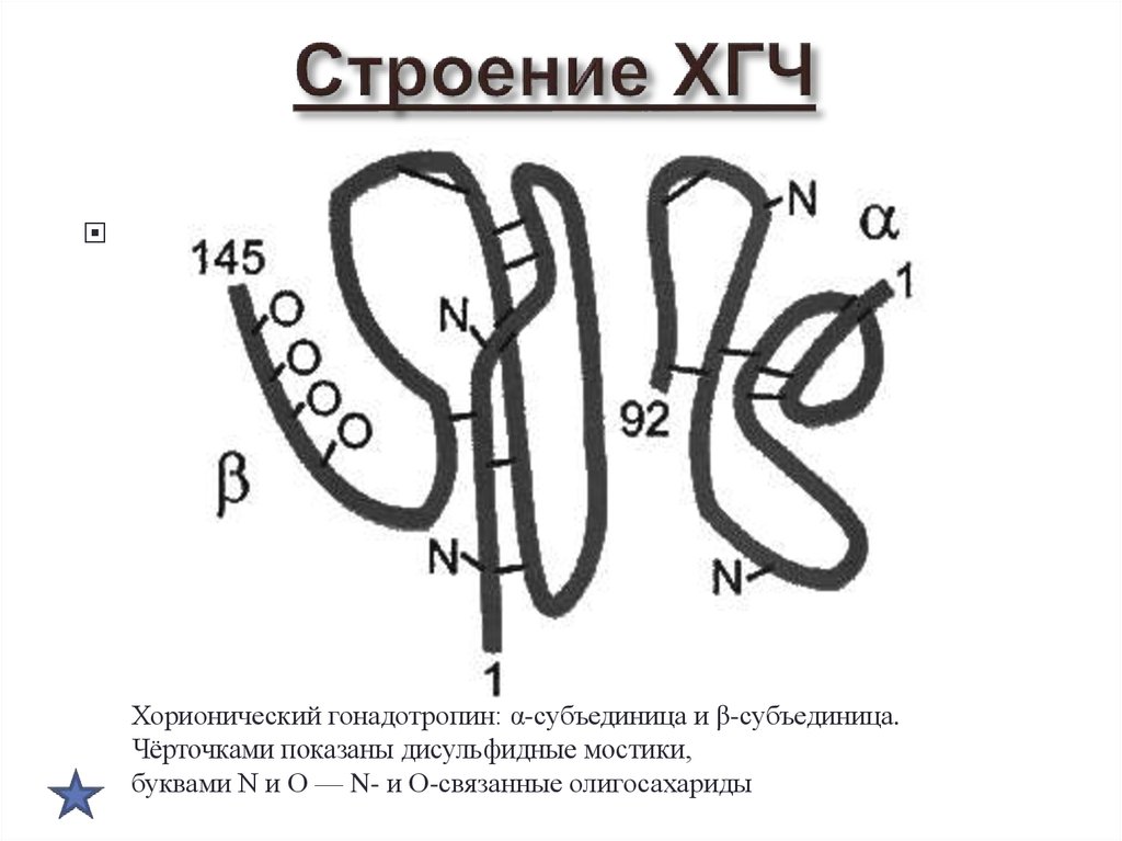 Определение хорионического гонадотропина. ХГЧ структура. ХГЧ строение. ХГЧ химическая структура гормона. Хорионический гонадотропин формула.