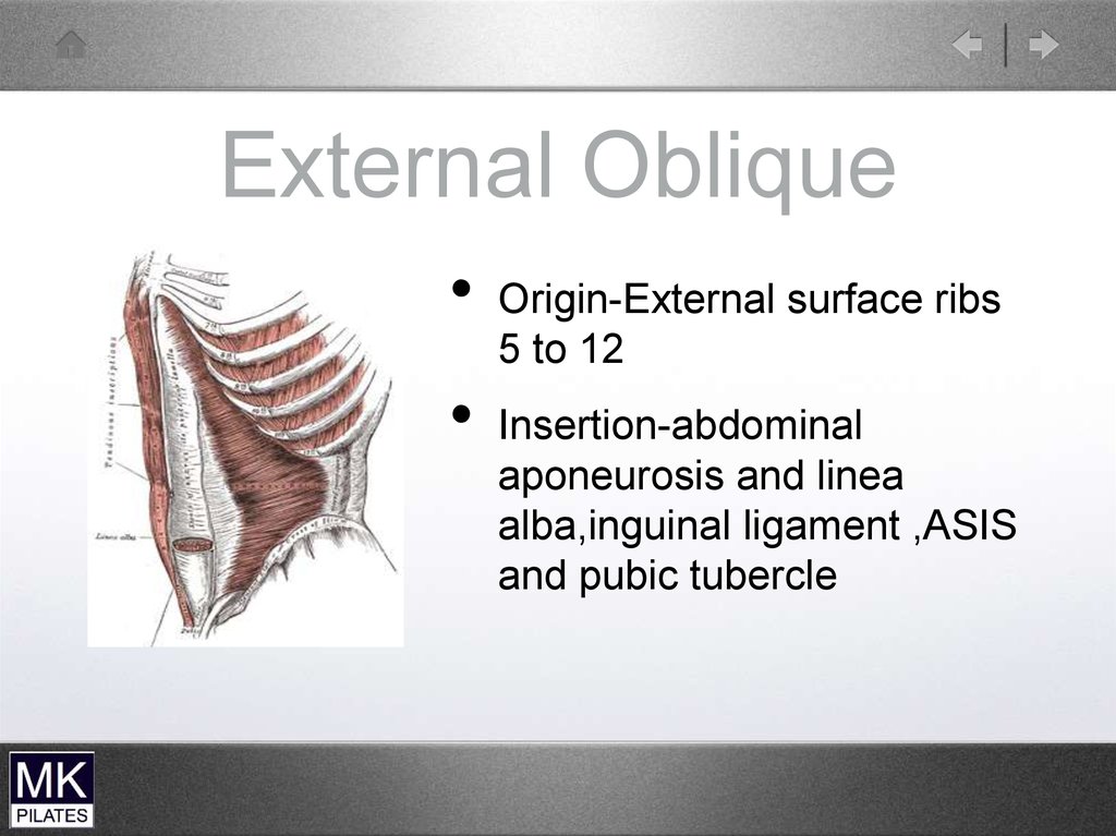 External Oblique