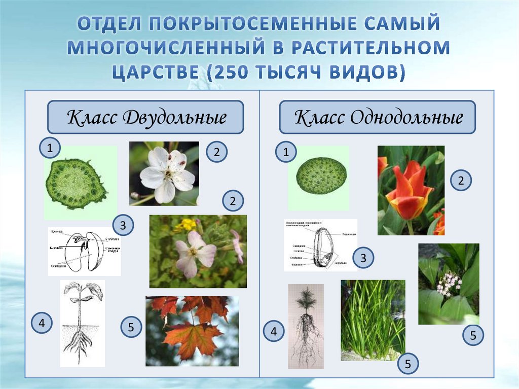 Завершите схему классификации цветковых растений отдел покрытосеменные