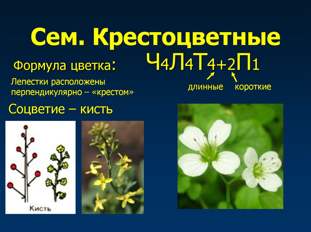 Растения семейства крестоцветные соцветие. Формула цветка ч4л4т4+2п1. Формула цветка крестоцветных.