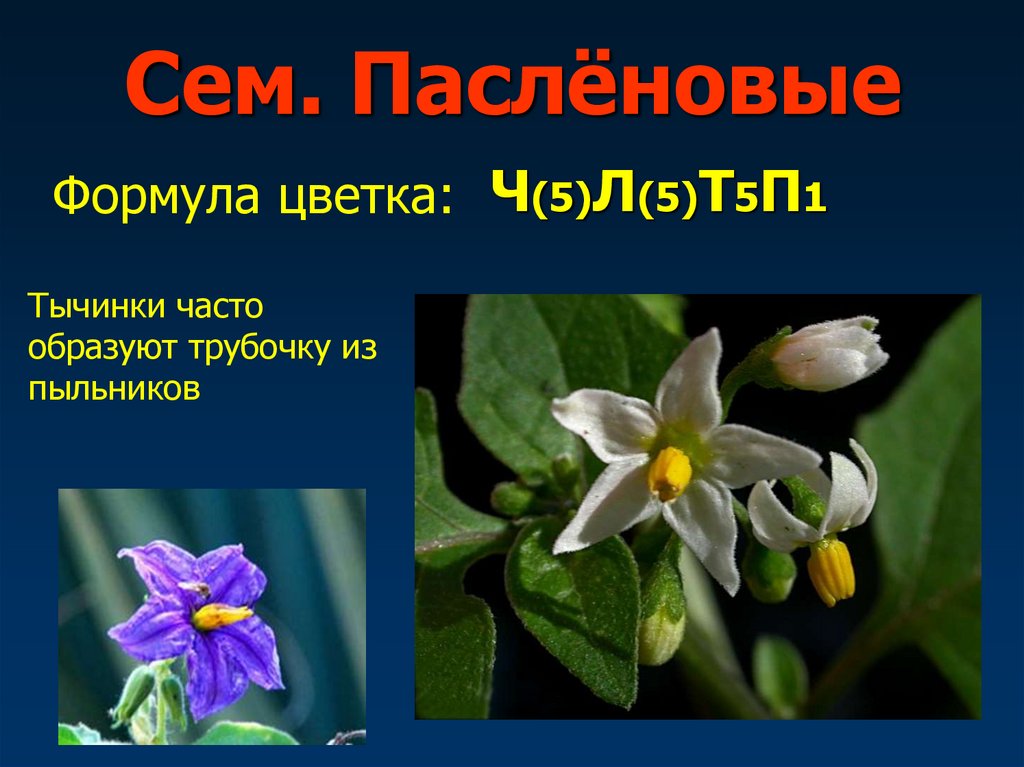 Пасленовые растения лепестки. ∗⚥ч5л5т5п1 Паслёновые. Формула цветка пасленовых. Формула цветка пасленовых растений. Пасленовые ч(5)л(5)т5п1 корневая система.