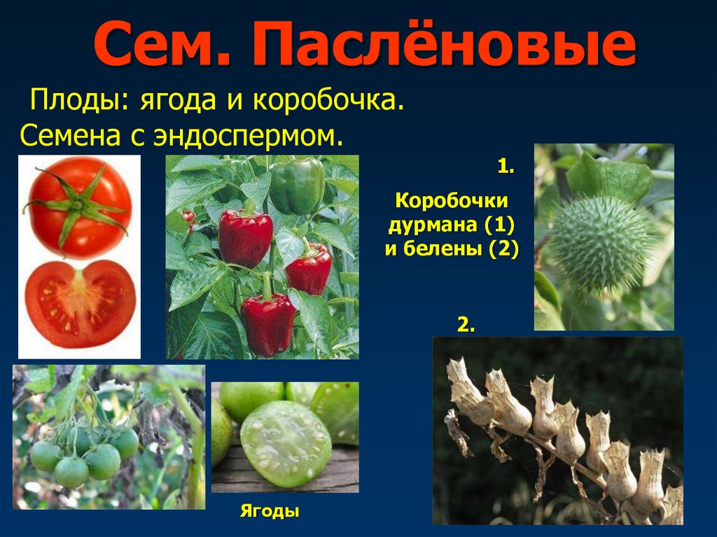 Представители семейства плоды. Семейство Пасленовые семя. Семена семейства пасленовых. Типы плодов семейства Пасленовые. Типы плодов и семян пасленовых.