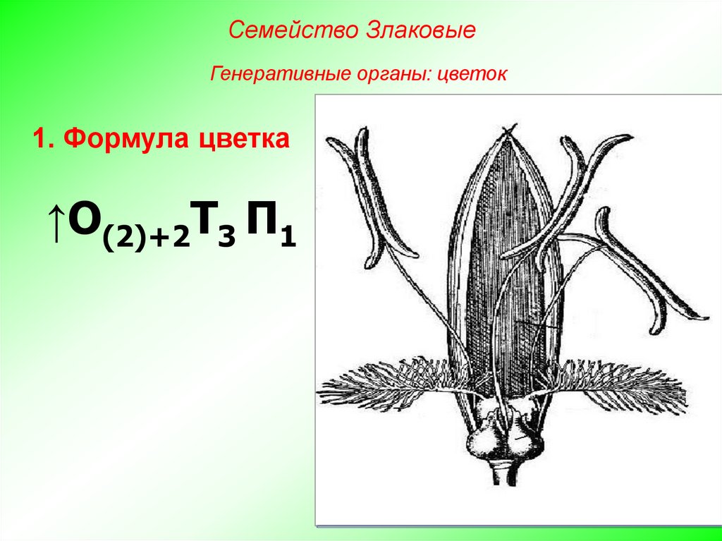 Диаграмма цветка злаковых