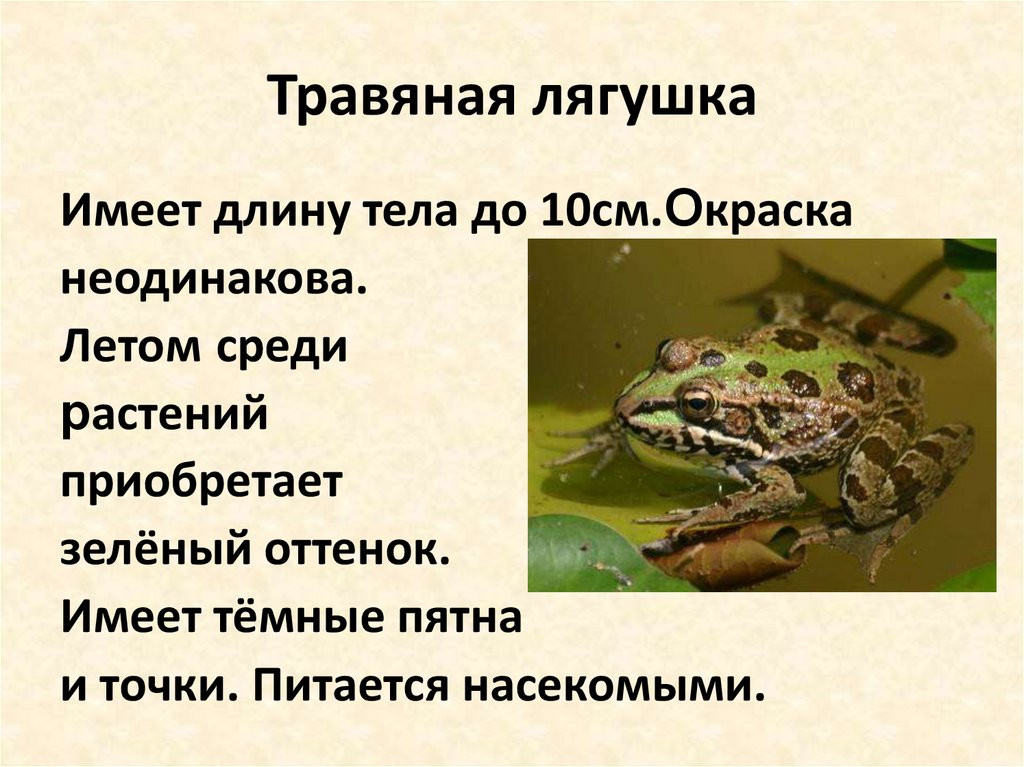 Презентация о лягушках