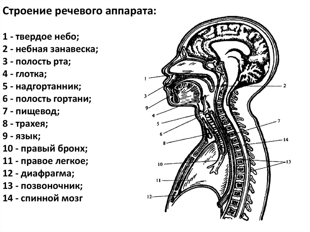 Центральный речевой аппарат картинки