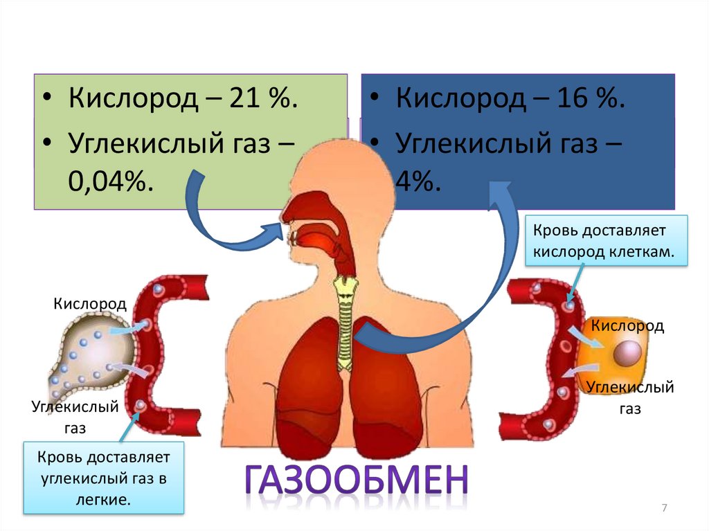 Можно ли жить и не дышать презентация 5 класс