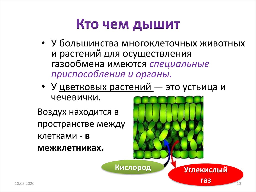 Можно ли жить и не дышать презентация 5 класс