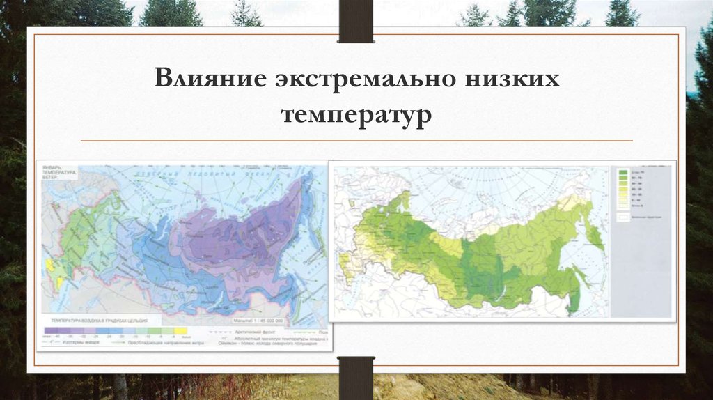 Влияние экстремально низких температур