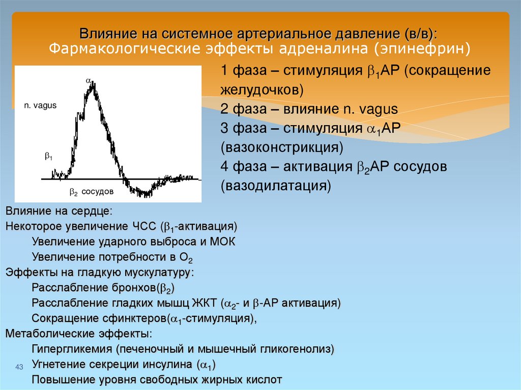 Действие адреналина на сосуды