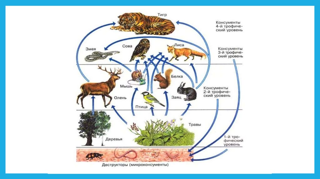 Чем отличается пищевая цепь от пищевой сети. Сеть питания биология 11 класс. Цепь питания продуценты консументы редуценты. Пищевая сеть схема биология. Схема трофической сети.
