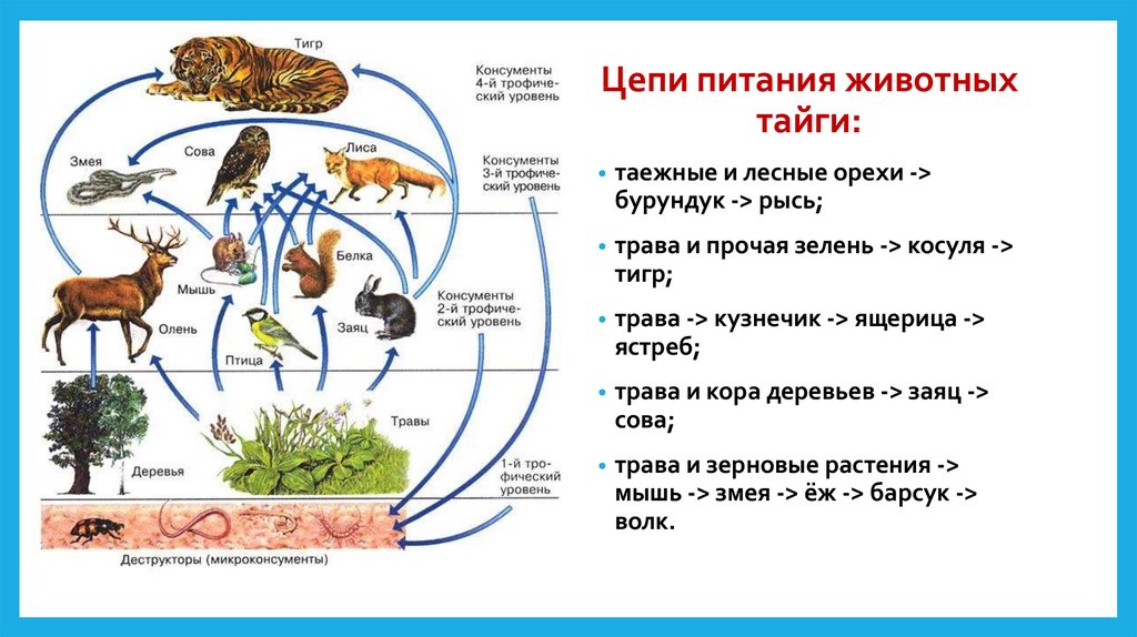 Пищевые связи в экосистеме презентация