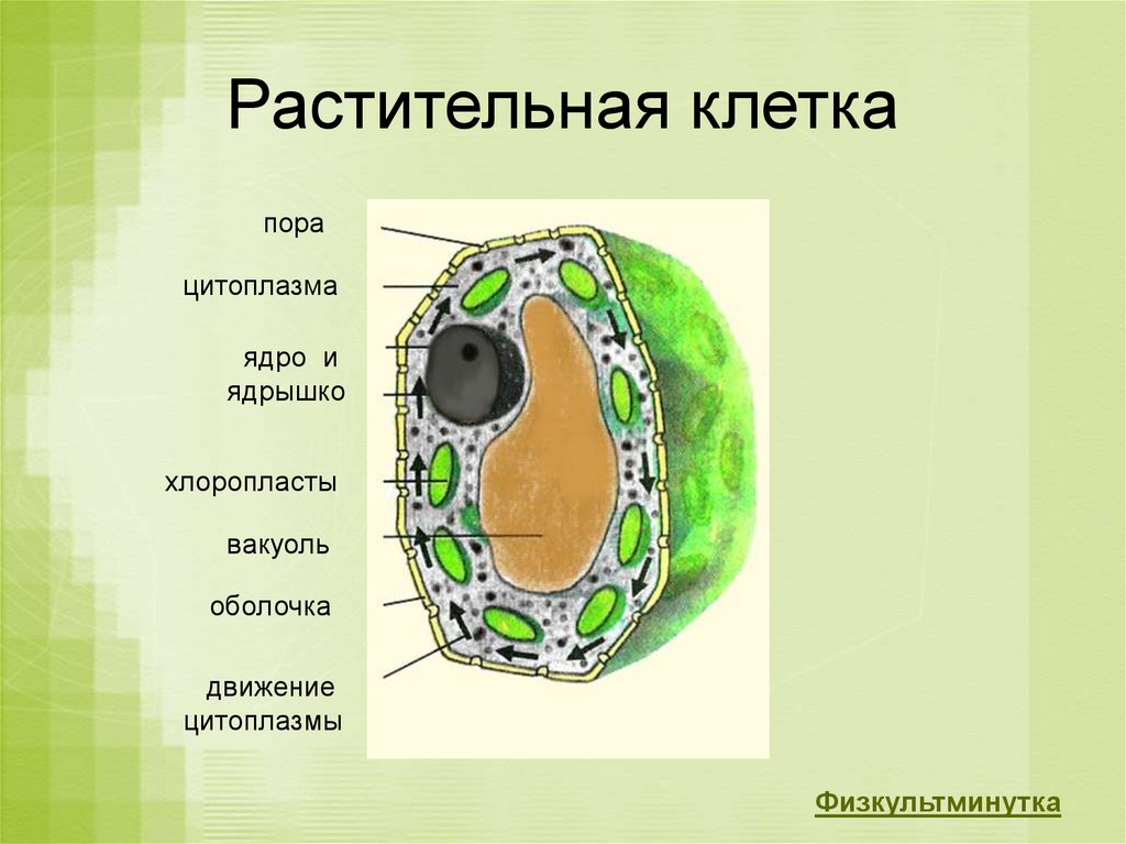 В какой клетке находится цитоплазма. Строение цитоплазмы растительной клетки. Цитоплазма растительной клетки схема. Строение цитоплазмы животной клетки. Строение цитоплазмы растений.