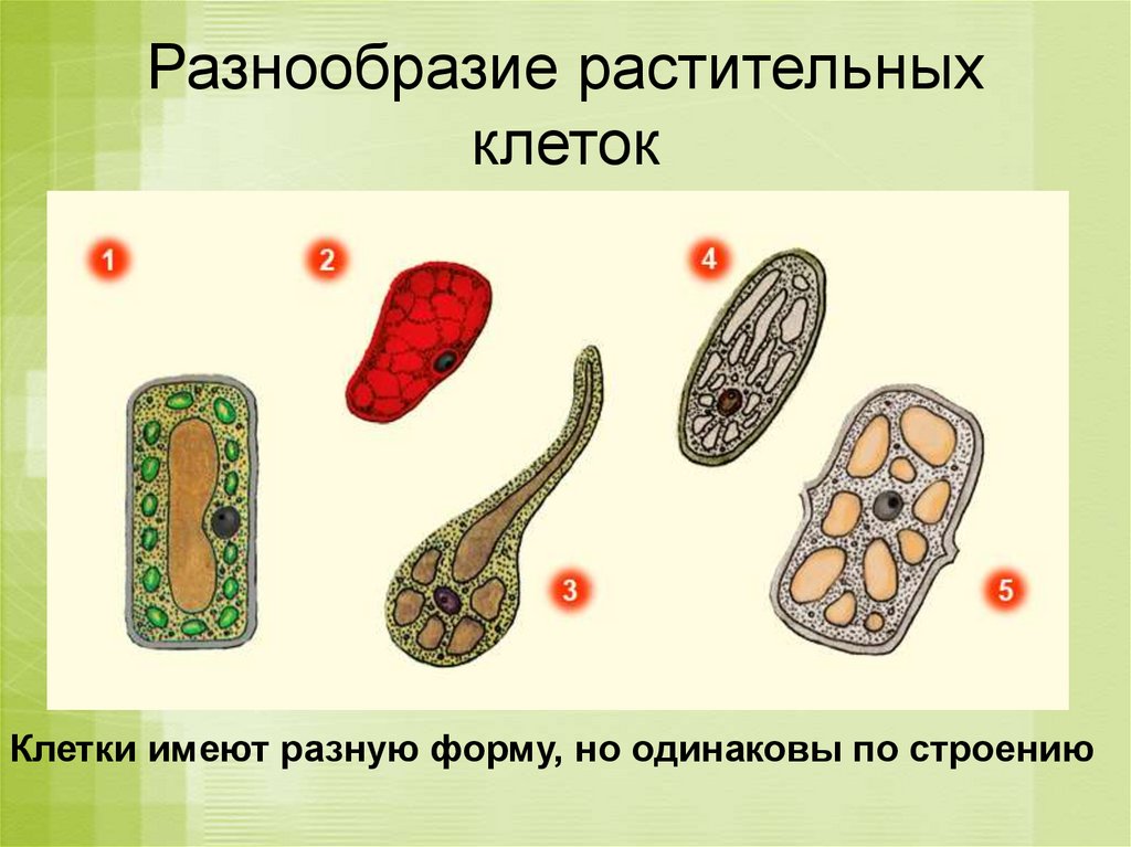 Какие растения клеточные. Разнообразие клеток растений. Многообразие растительных клеток. Разнообразие форм клеток. Формы растительных клеток.