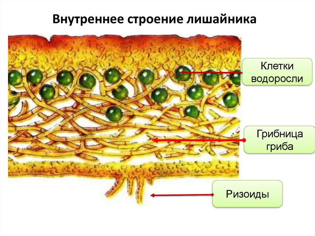 Лишайники состоят из клеток