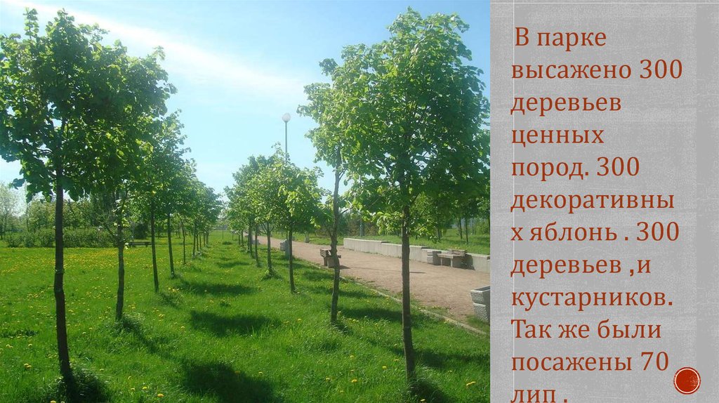 Посадив парке 4 дерева. Липовая аллея Ставрополь. Молодые деревья. Высаженные деревья. Посадка аллеи деревьев.