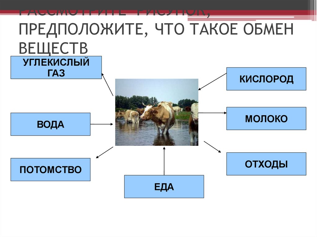 Рассмотрите шутливый рисунок предположите какие советы дает тренер игрокам проигрывающей команды