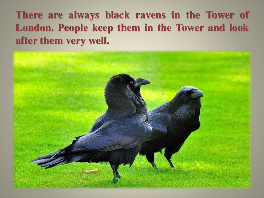 There are always black ravens in the Tower of London. People keep them in the Tower and look after them very well.
