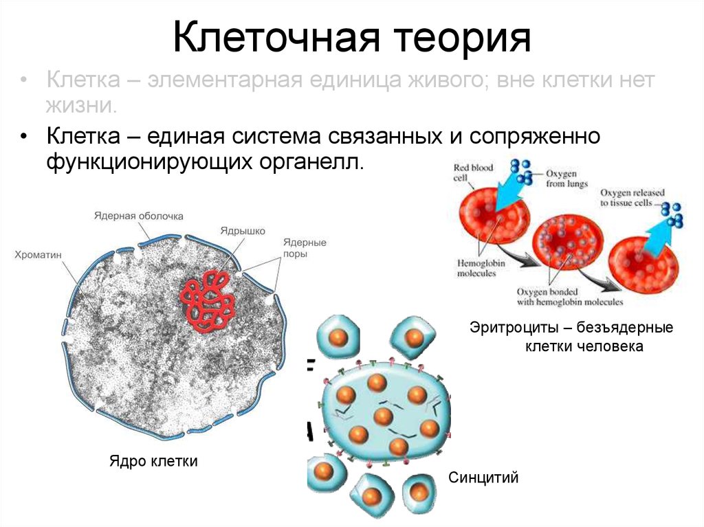 Современной клеточной. Теория клетки. Клетка элементарная единица живой системы. Клетка клеточная теория. Клетка — элементарная единица живого: вне клетки нет жизни..