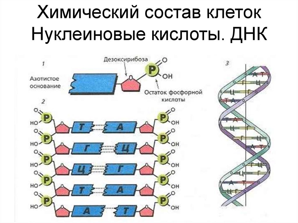 Нарисуйте схему строения днк