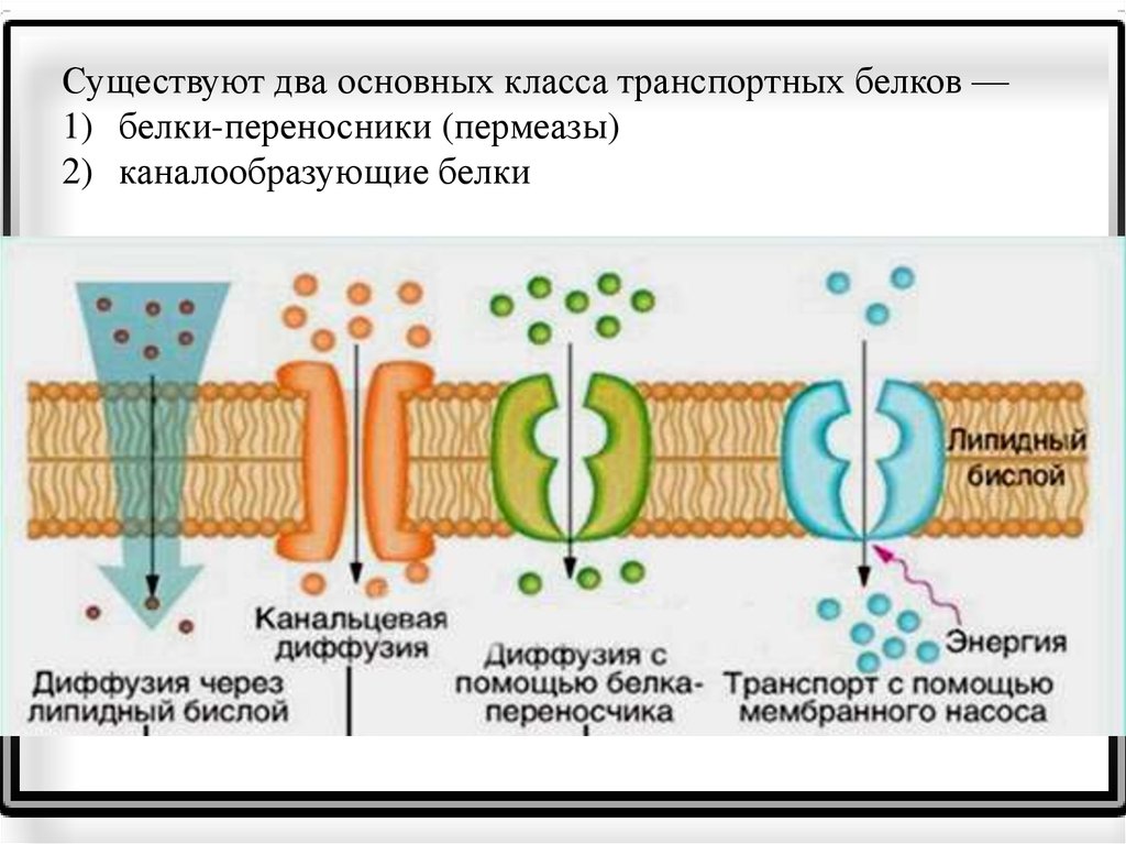 Диффузия мембраны. Транспортный белок в мембране. Транспортная функция белков мембраны. Схема транспортных белков. Как называются транспортные белки в мембране.